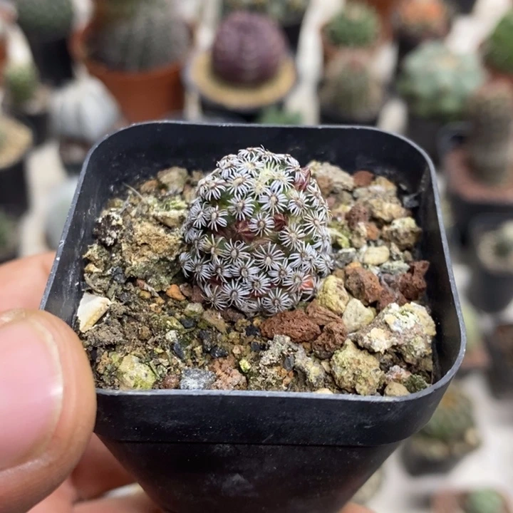 实生克氏丸特价福利