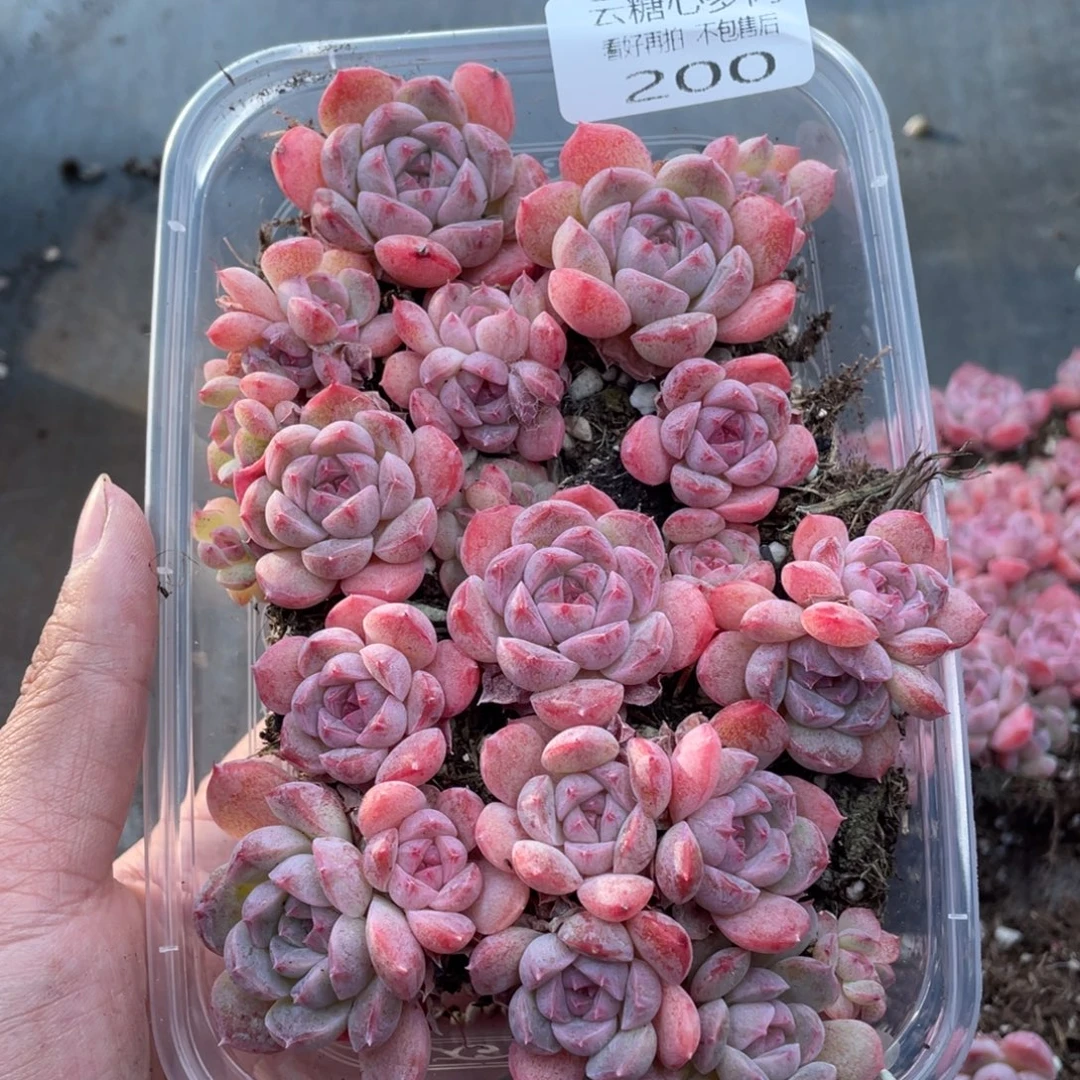 云糖心多肉植物200