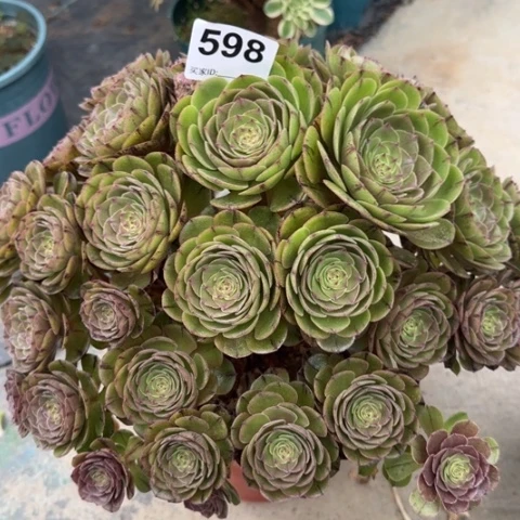 598万拉丝朵朵32厘米左右