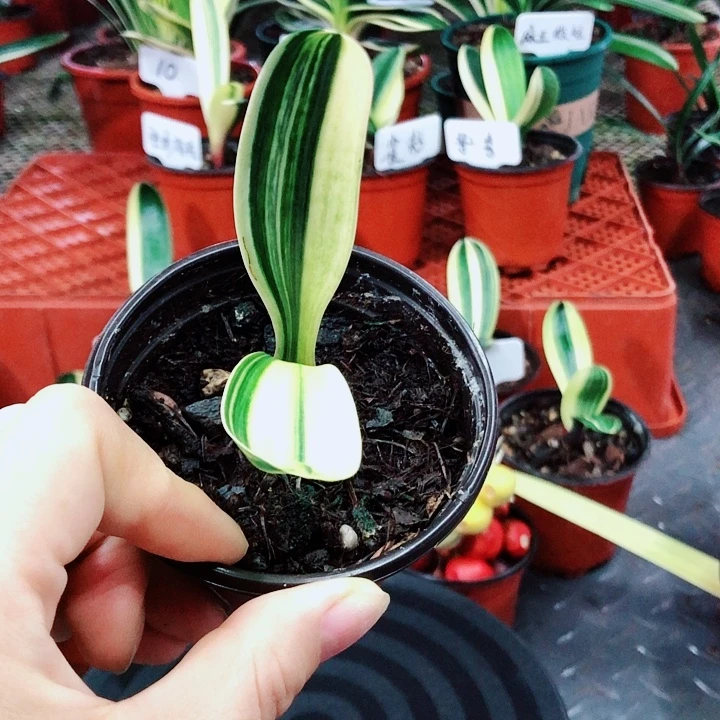 小***哥无花朵大春精品君子兰开花