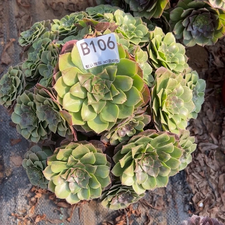 万圣节多肉植物106.