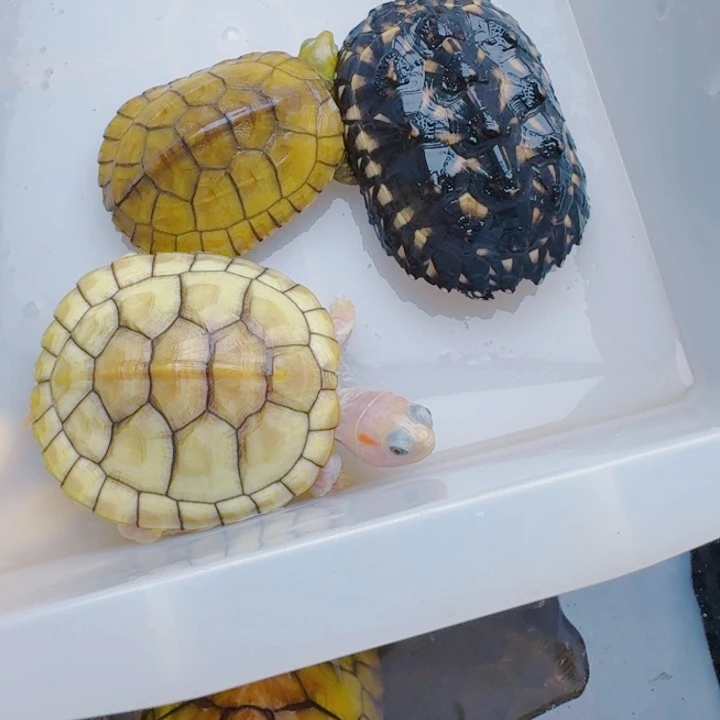 法****绿毛龟母2222222222222