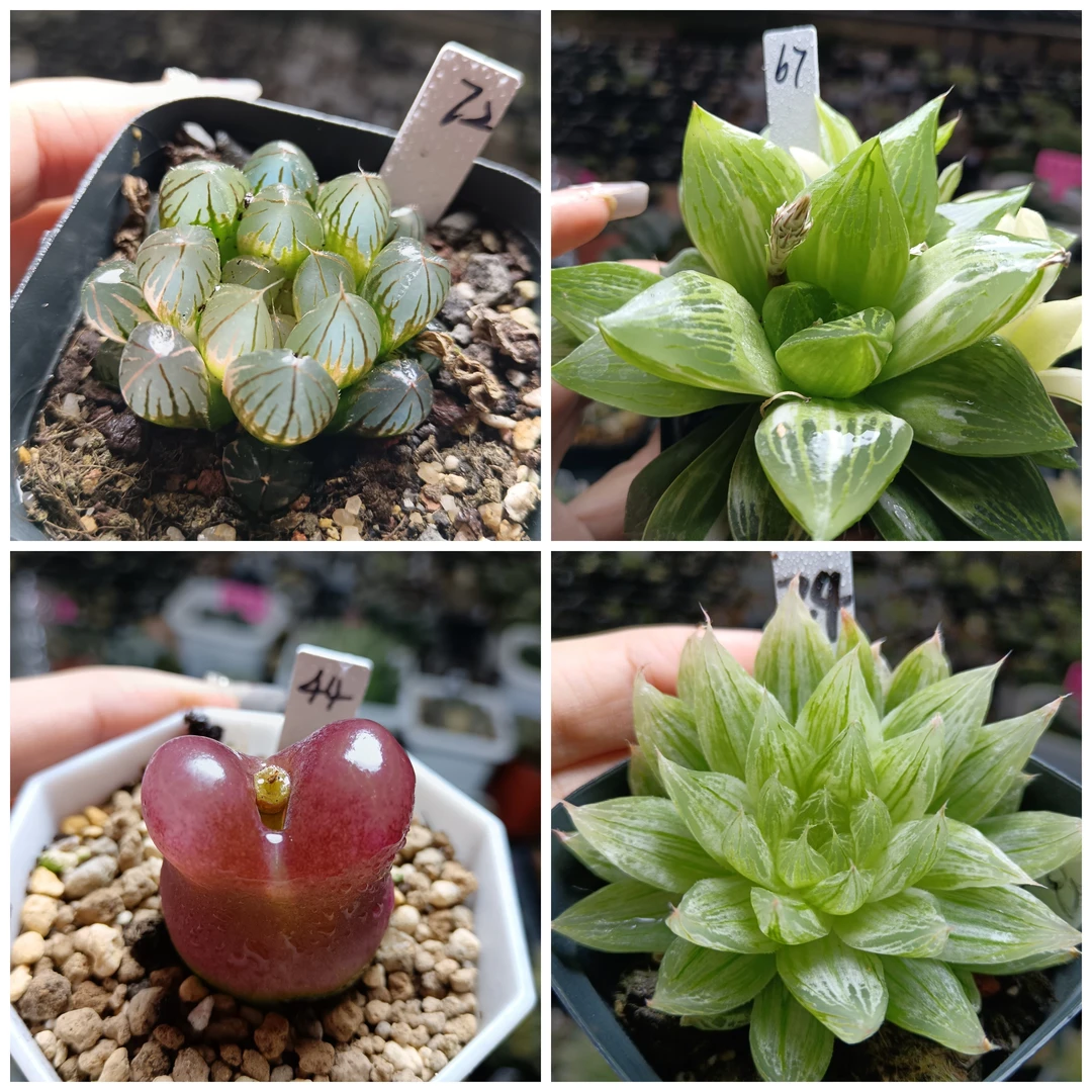 24号玉露锦寿锦十二卷多肉植物一物一拍带盆带土发货25年2月9号