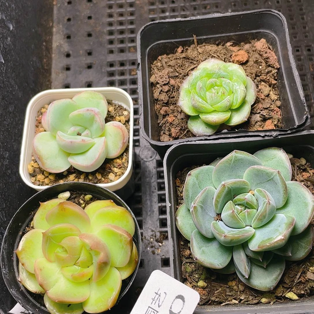 多肉植物多肉植物20