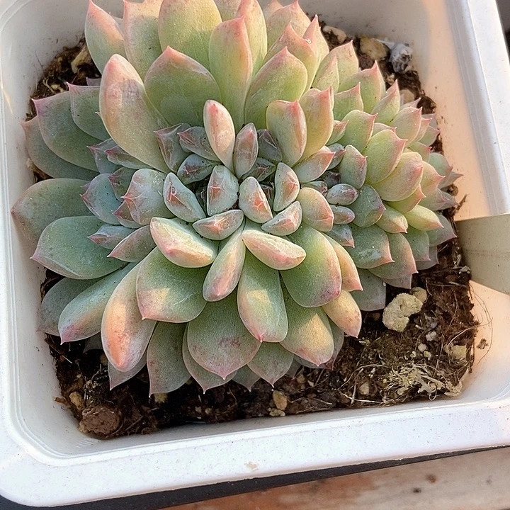 多肉植物冰魄朵朵081