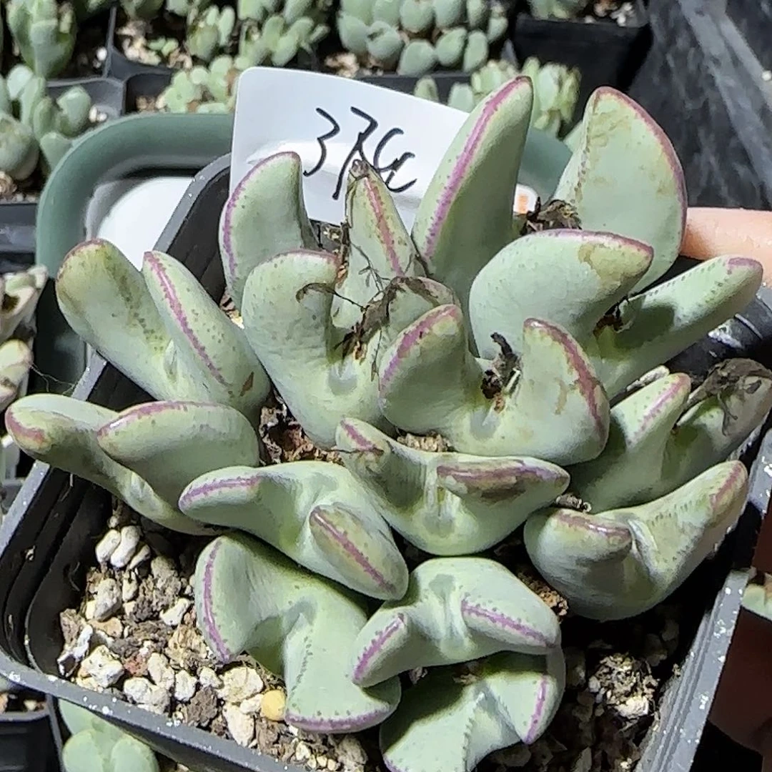 374号，清货，18包邮