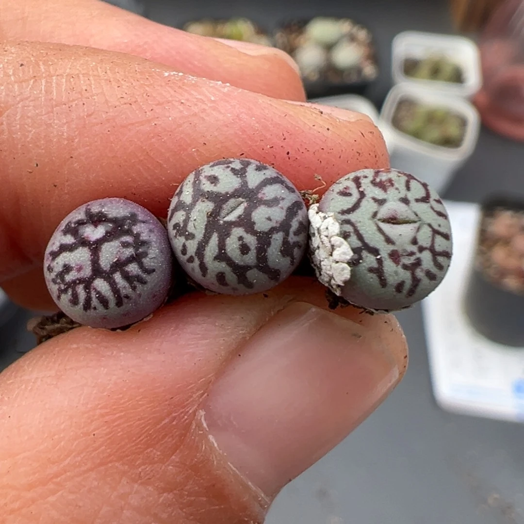 11.27好看的多肉脱土发货538