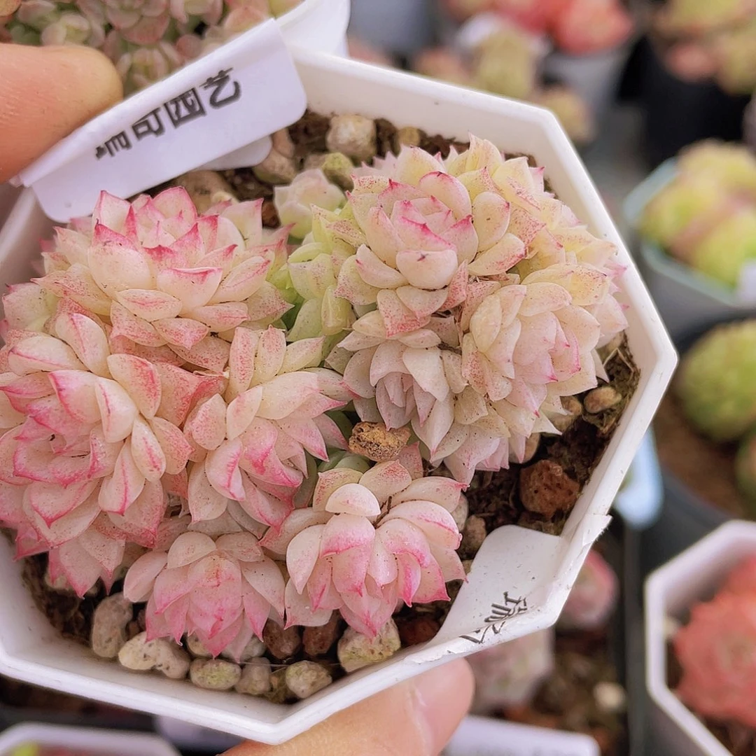 0000000000000121量拍