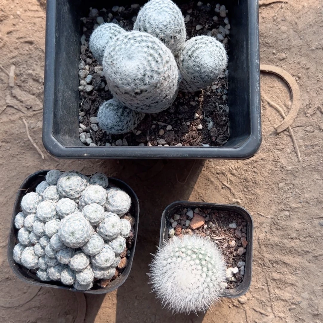 M***e零零落落 零零落落