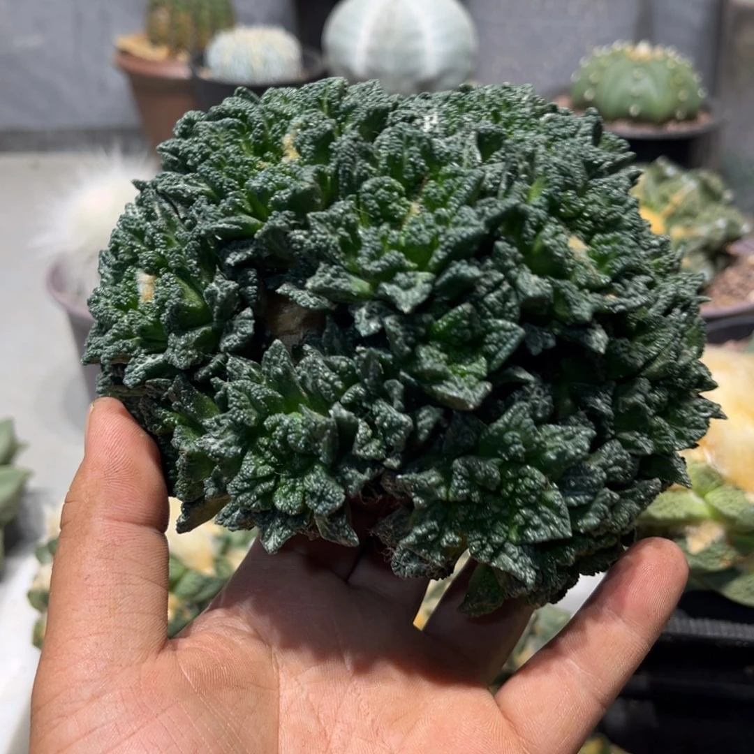 天***5自跟仙人球特价一颗