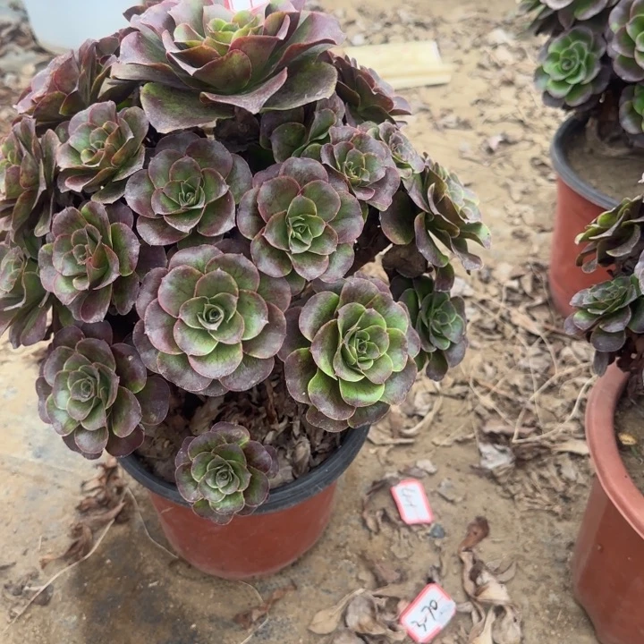 7-5枚金多肉不包售后