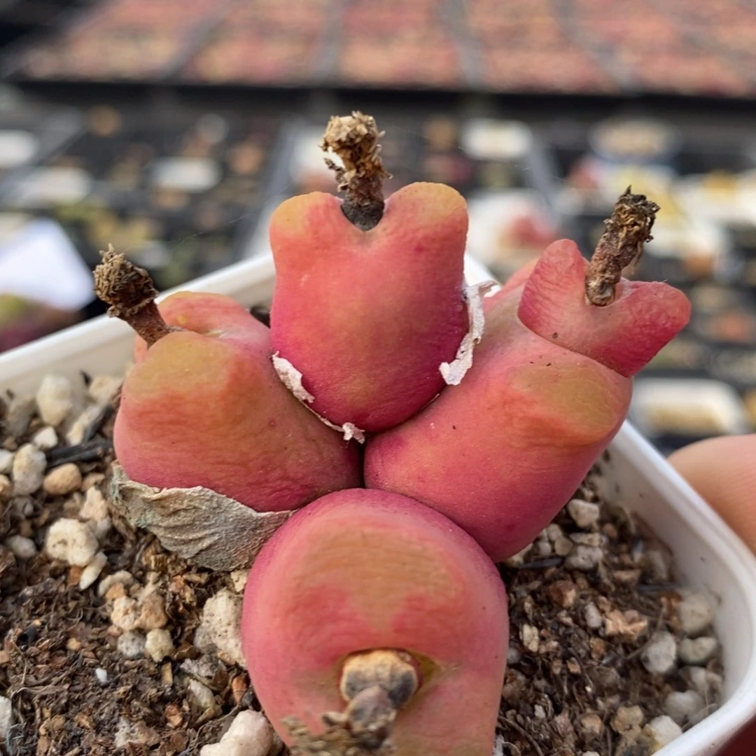 8129一个一个一个