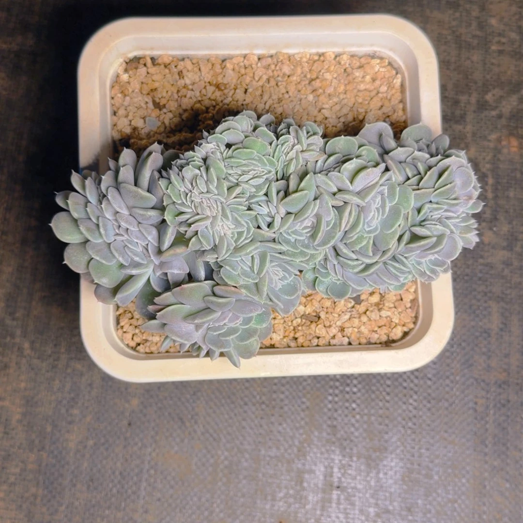 o***lOw发货111111111111多肉