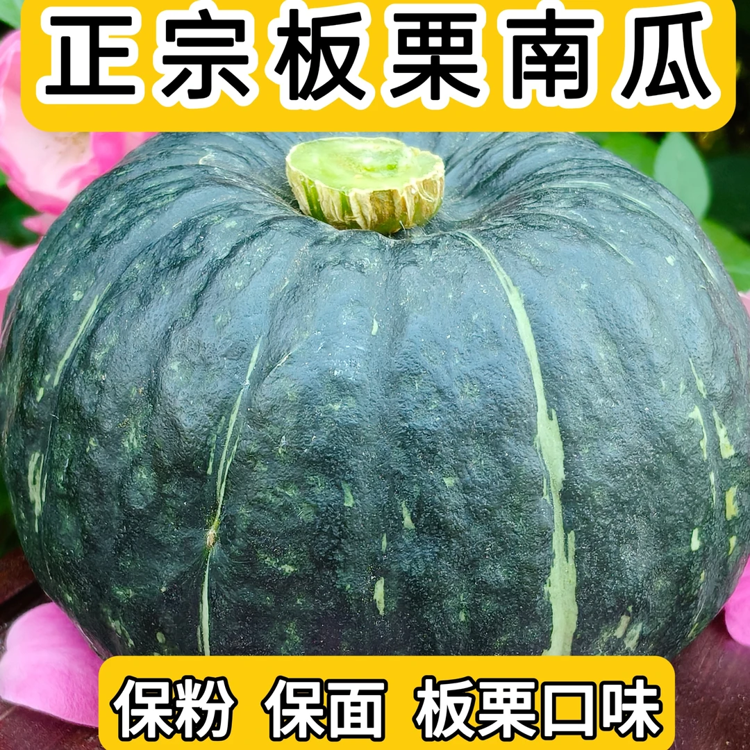 (不粉包赔)贝贝南瓜产地直发香甜粉糯板栗味适合孕妇宝宝
