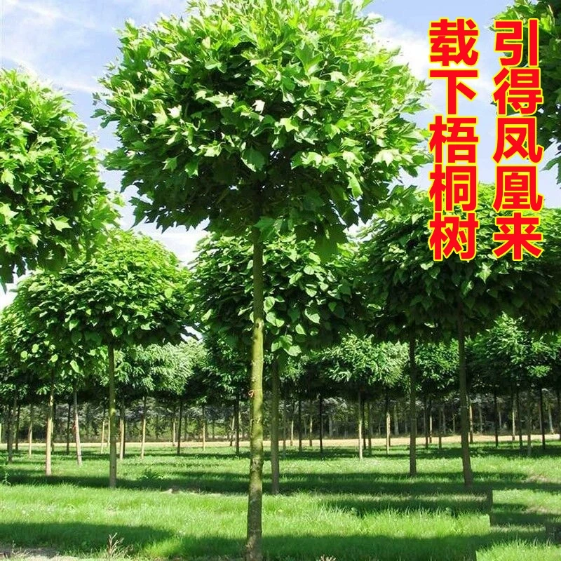 青桐树苗中国梧桐树法国梧桐树苗耐寒庭院观赏风景树绿化苗木