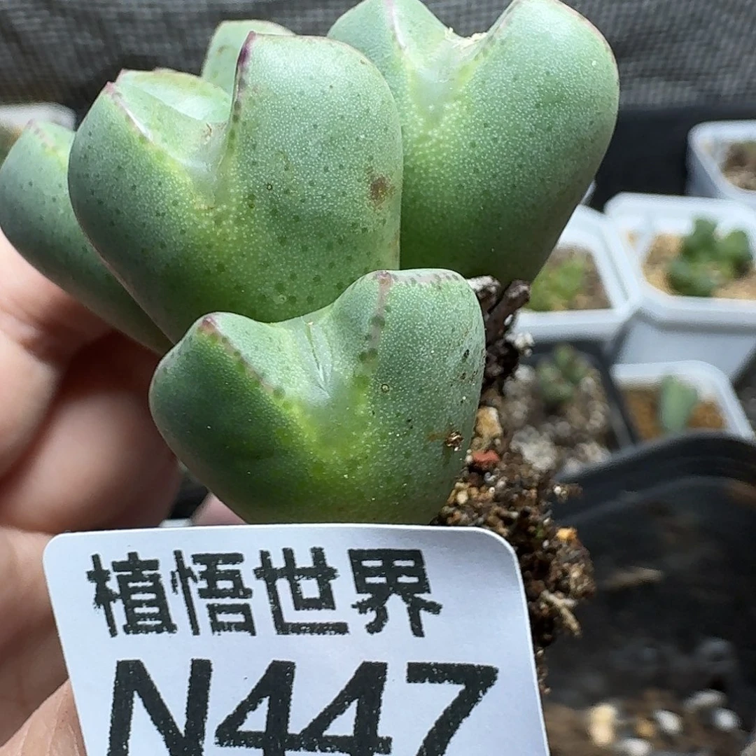 多肉植物的润泽cvv