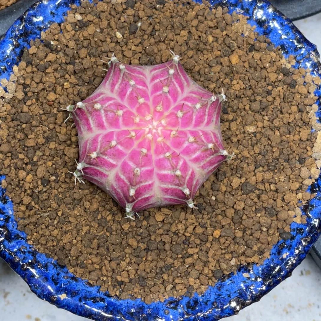 当前无花朵，栽培后可花朵皇氏粉轮回