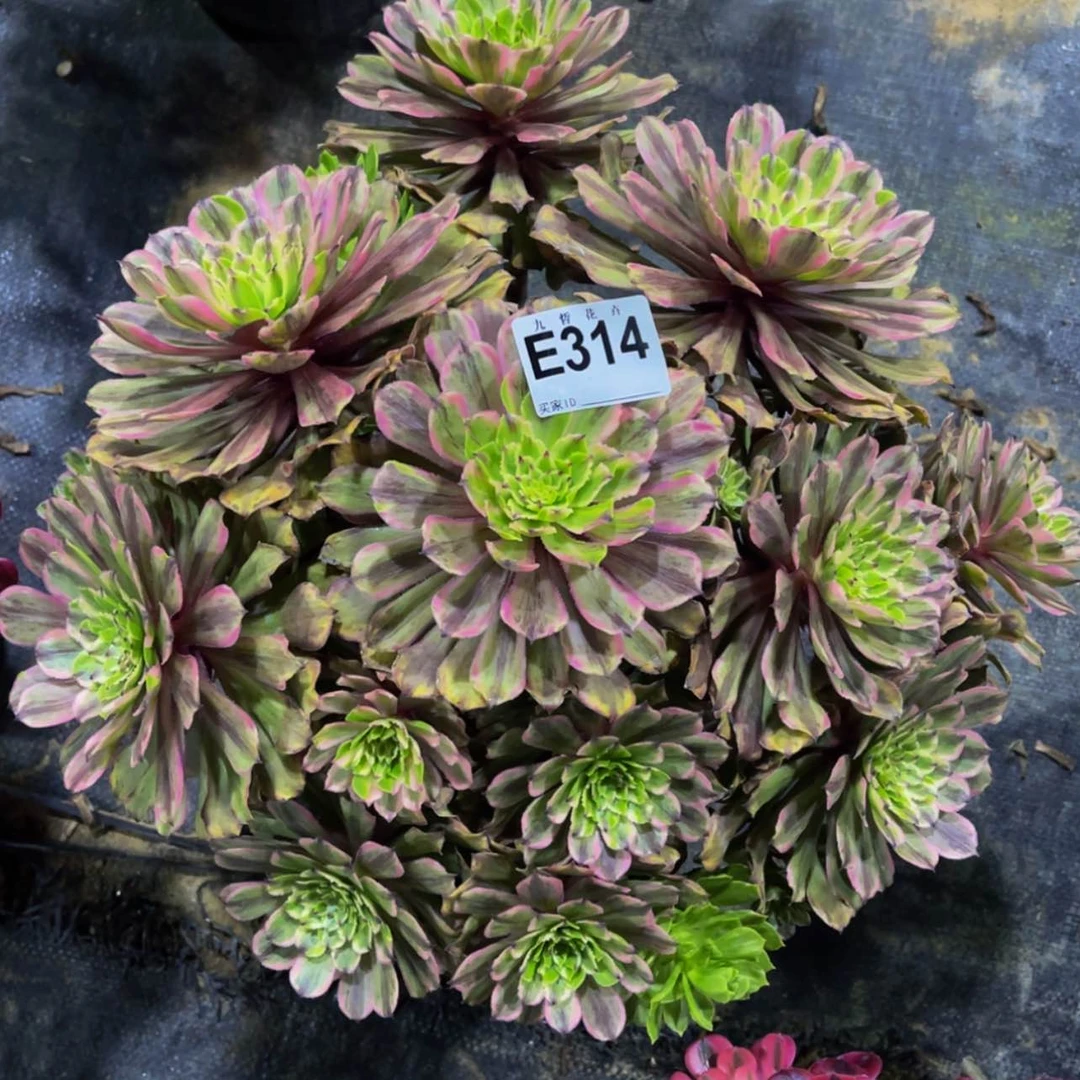 【闪购商品】31400