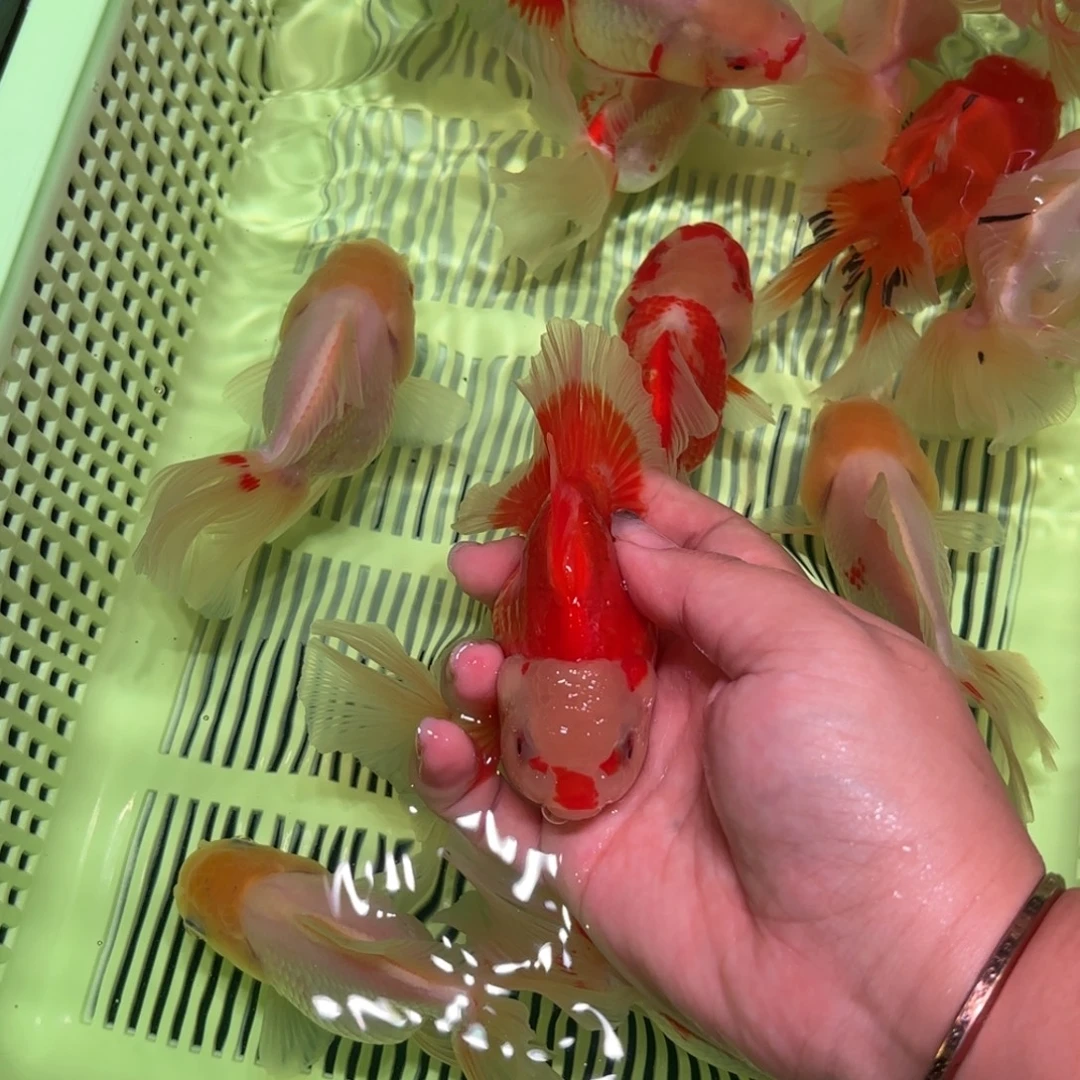 伴***老金鱼拍包装包邮，不拍包装不包邮