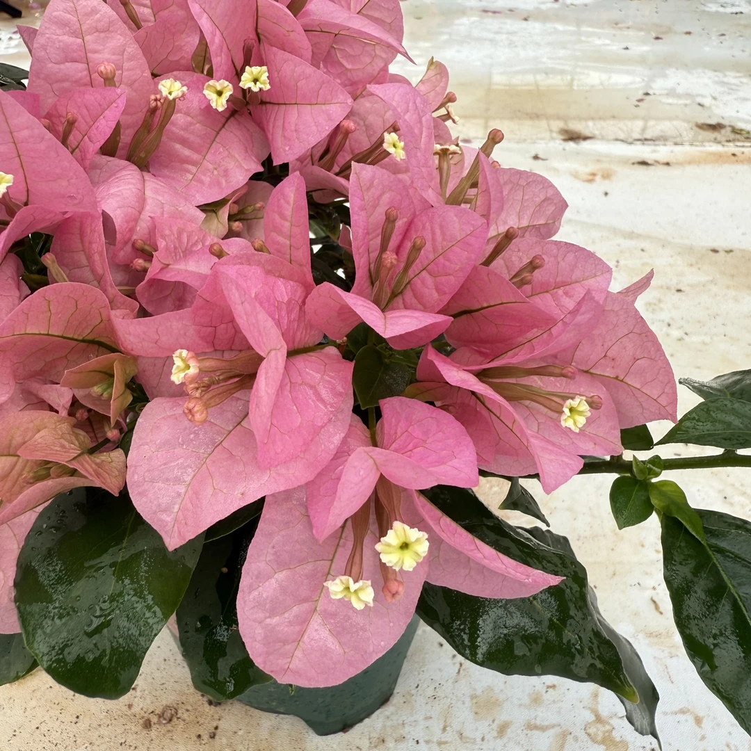 【苹安】三角梅爆品爬藤原盆原土绿植盆栽四季开花