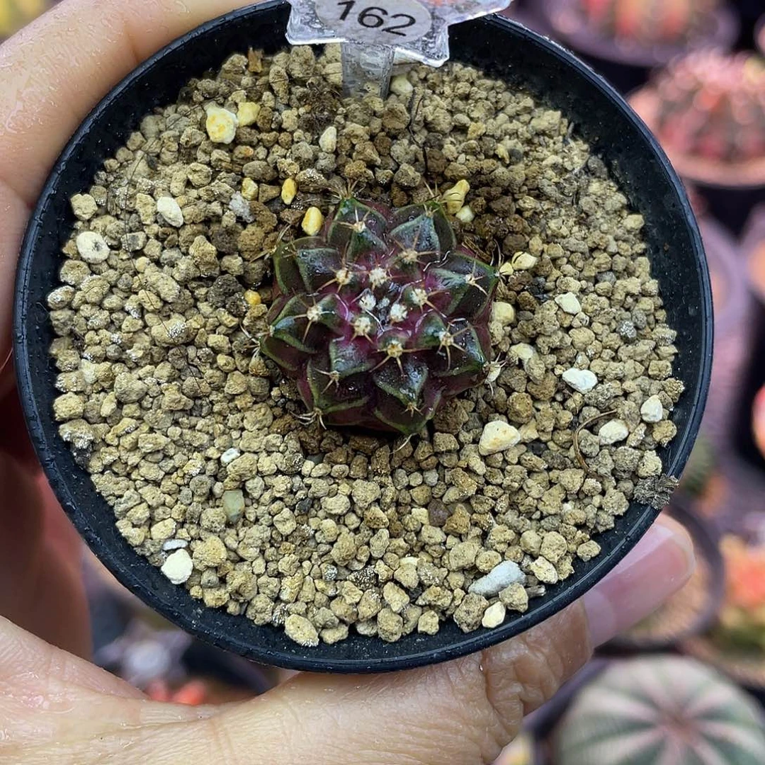 1-162海神2.4厘米