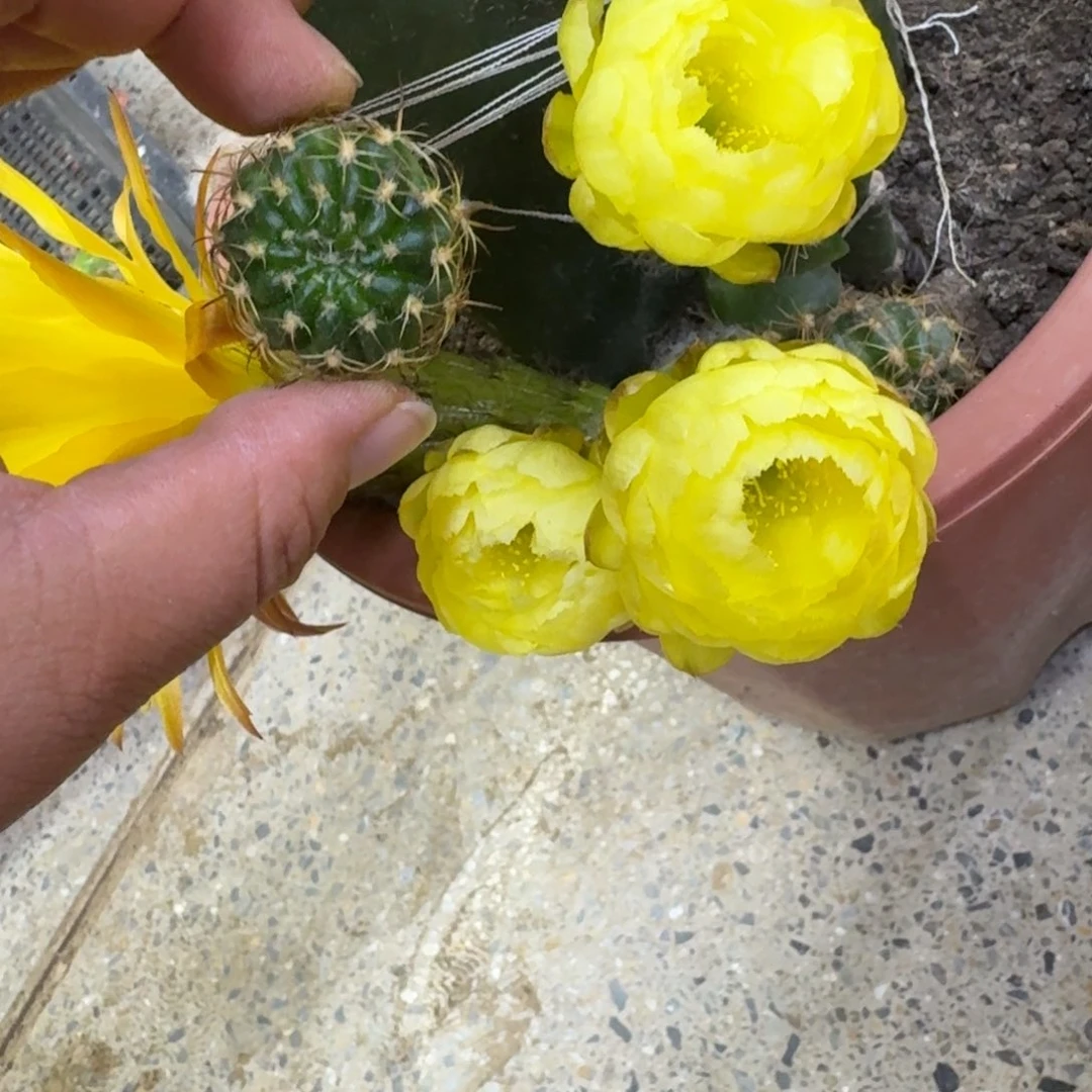 273丽花黄水晶歪无根侧牙3公分左右，20包邮