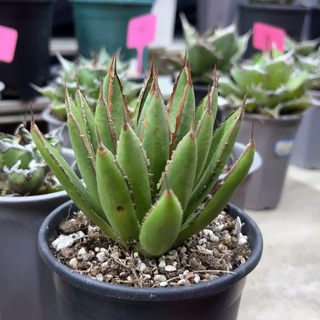 璀璨之星一物一拍偏远不包邮