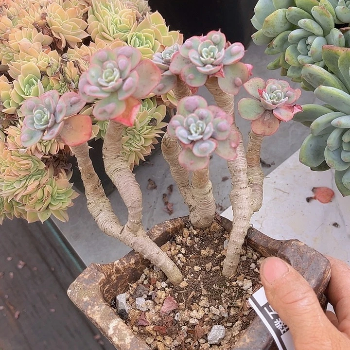 雨滴10192多肉植物