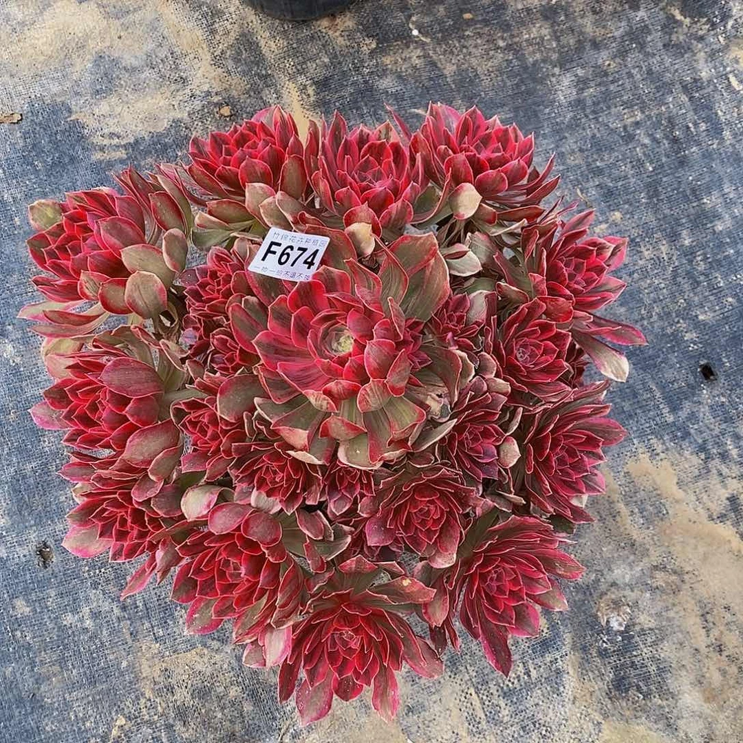 王**?674涣莎一棵主头