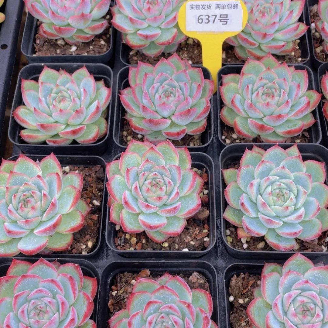 637号 玫瑰花粉水晶单头一个