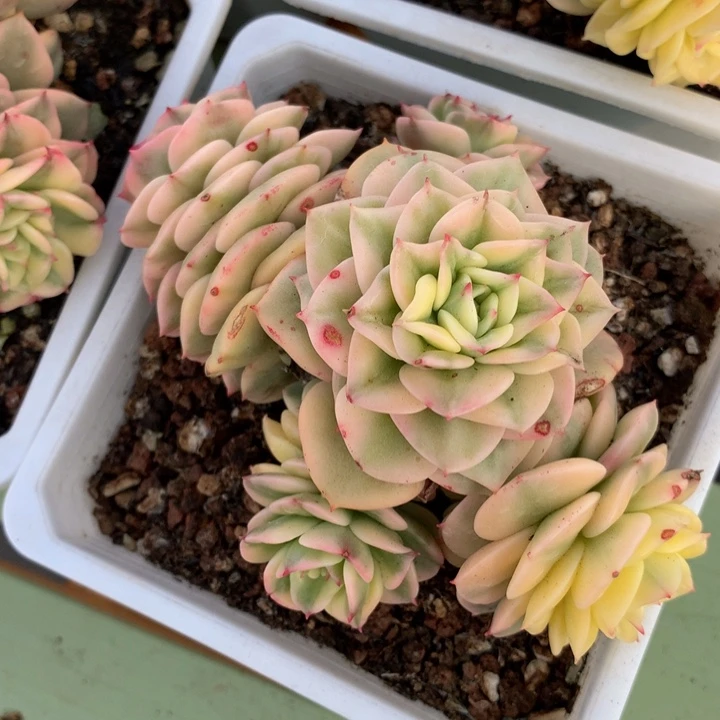 腊牡丹锦锦上园艺一物一拍