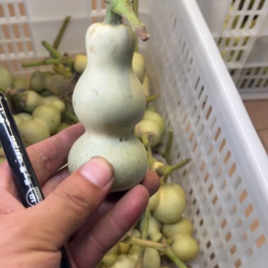 一***户葫芦笙和他一起在海边