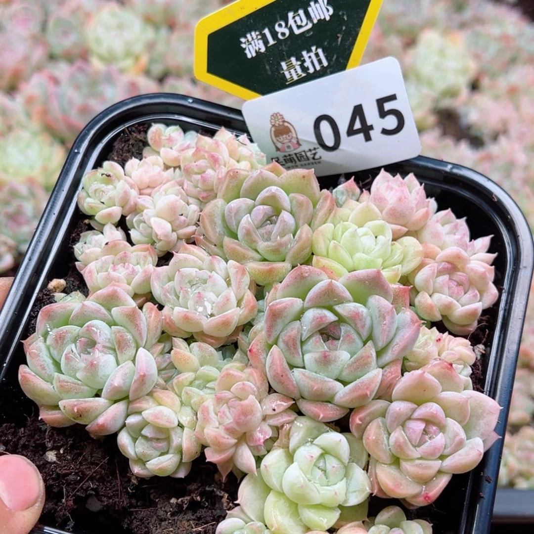 多肉植物多肉植物