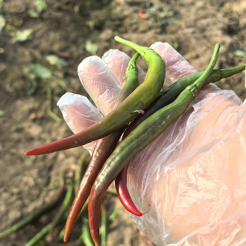 新鲜花辣椒二荆条花线椒中辣红尖椒可做剁椒腌辣椒产地现摘现发