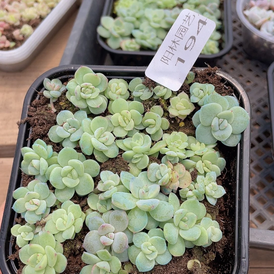 多肉植物多肉植物194