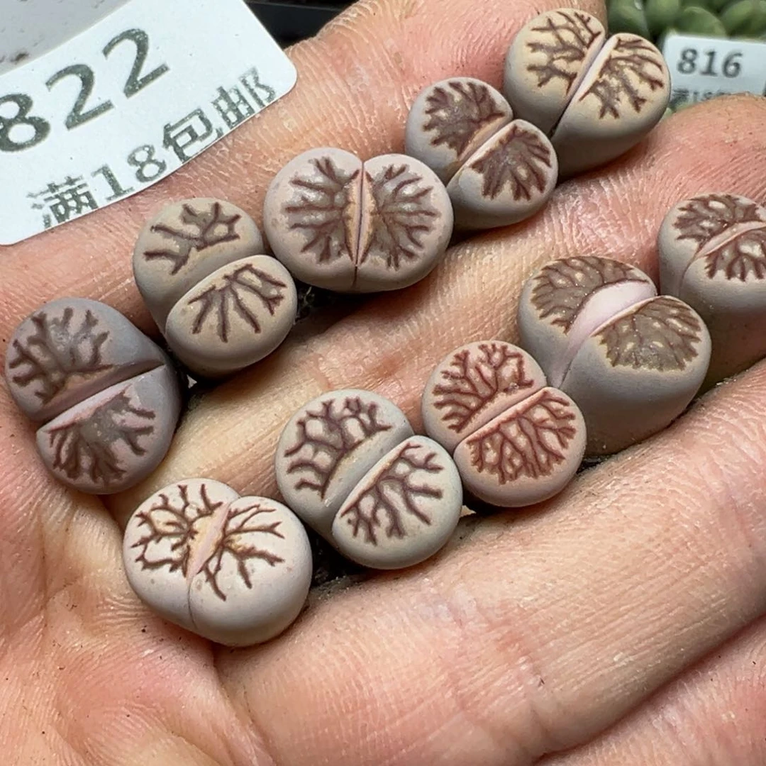 【闪购商品】 822。