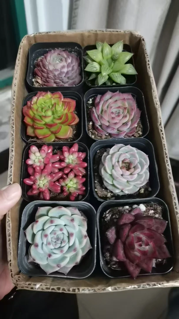 8盆多肉套餐组合 多肉植物