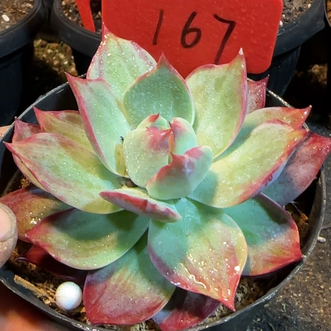 惊鸿一物一拍包装收缩花旱167