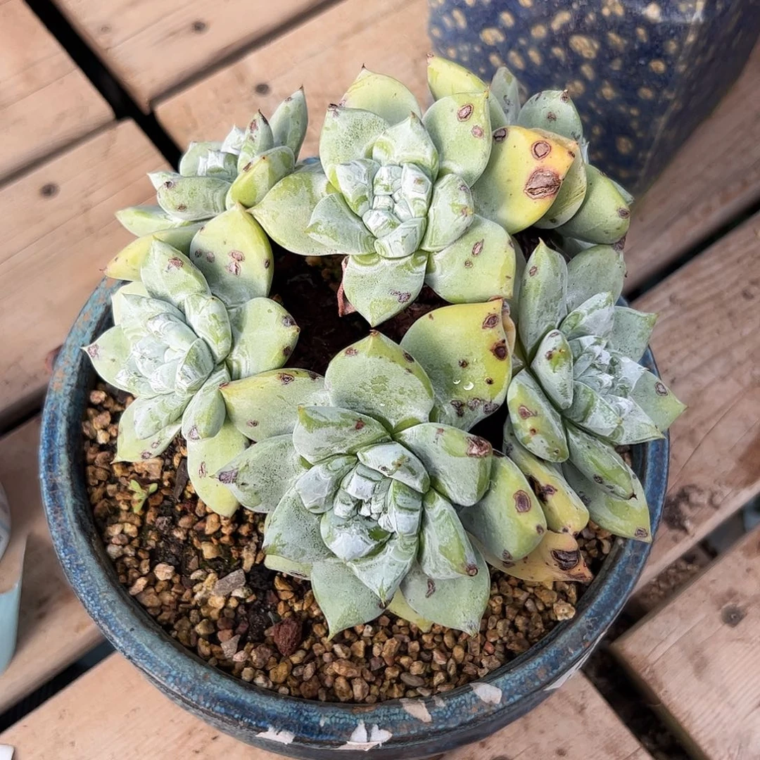 九***44825拇指苹果叶仙女杯