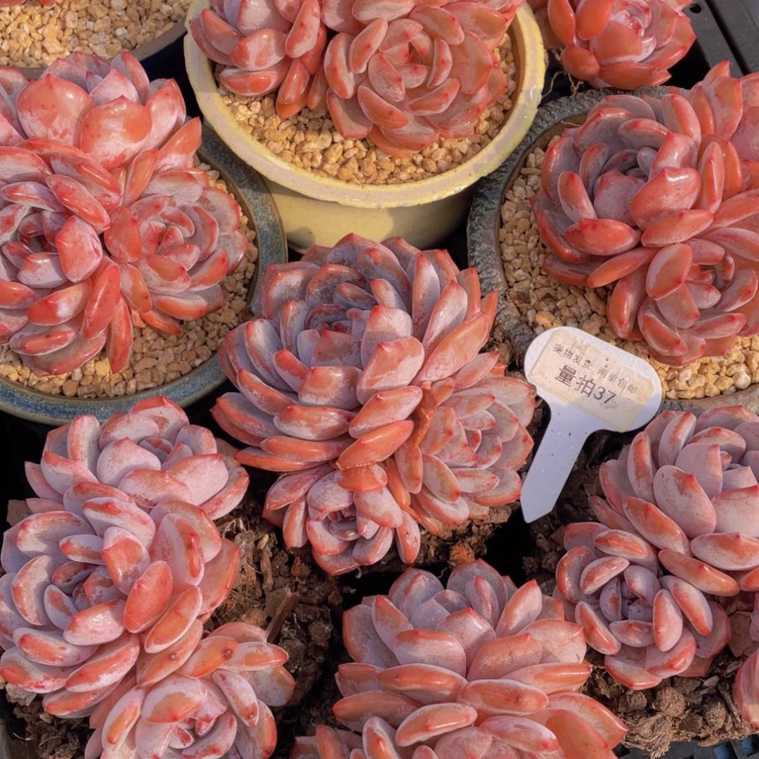 量拍37号韩版橙梦露母本大群生老桩一个