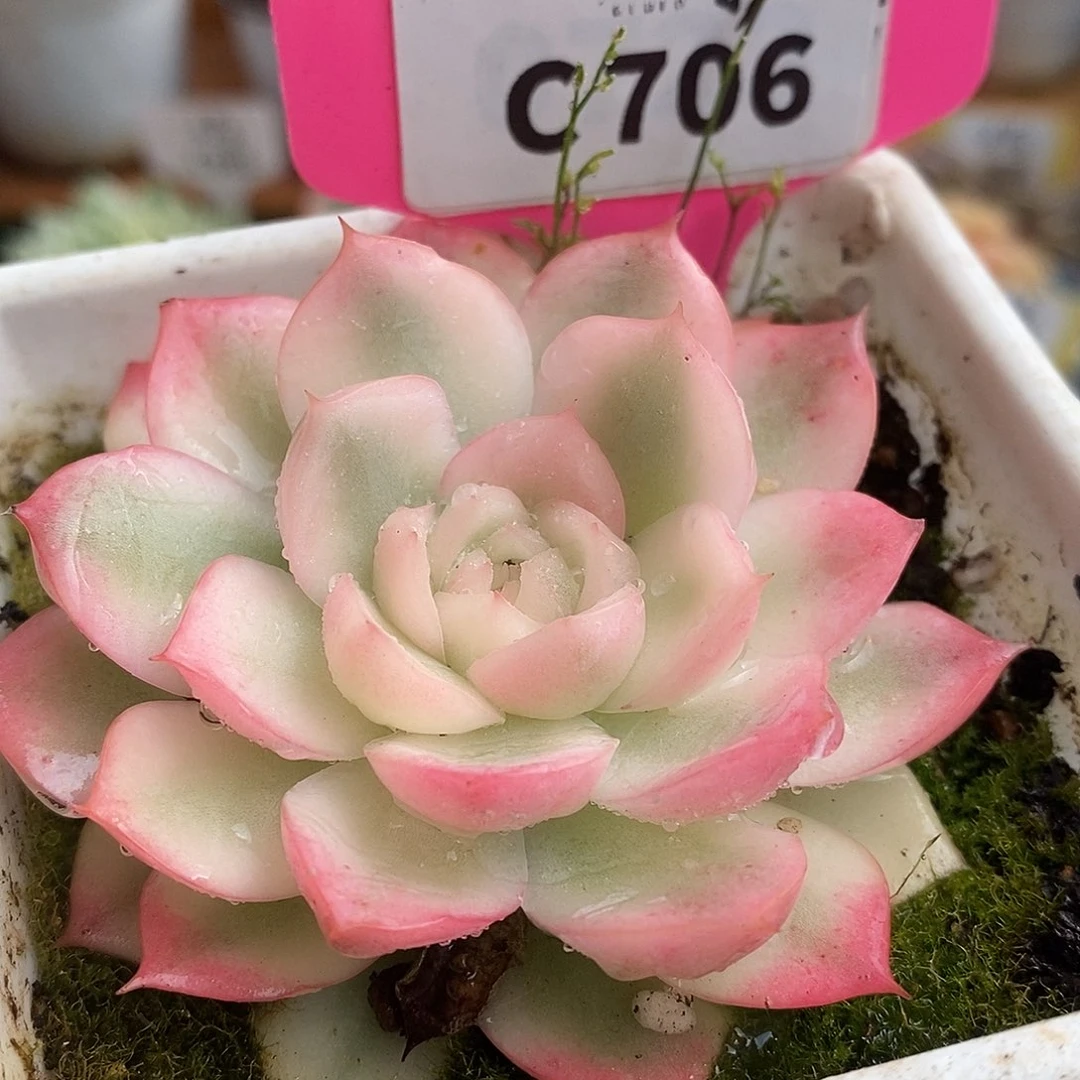 706粉水晶泥哈哈哈哈哈