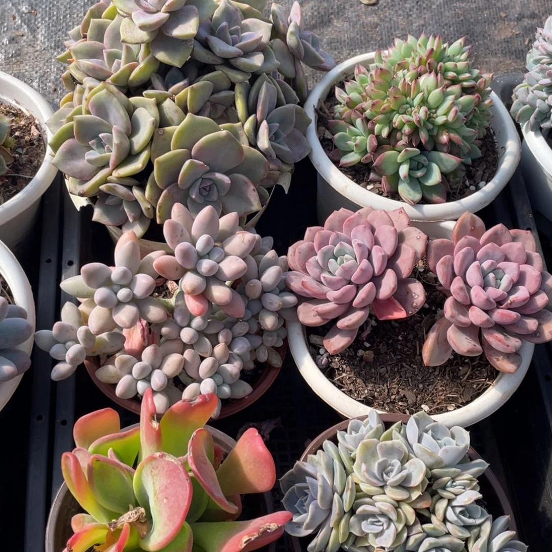 一物一拍 40一筐