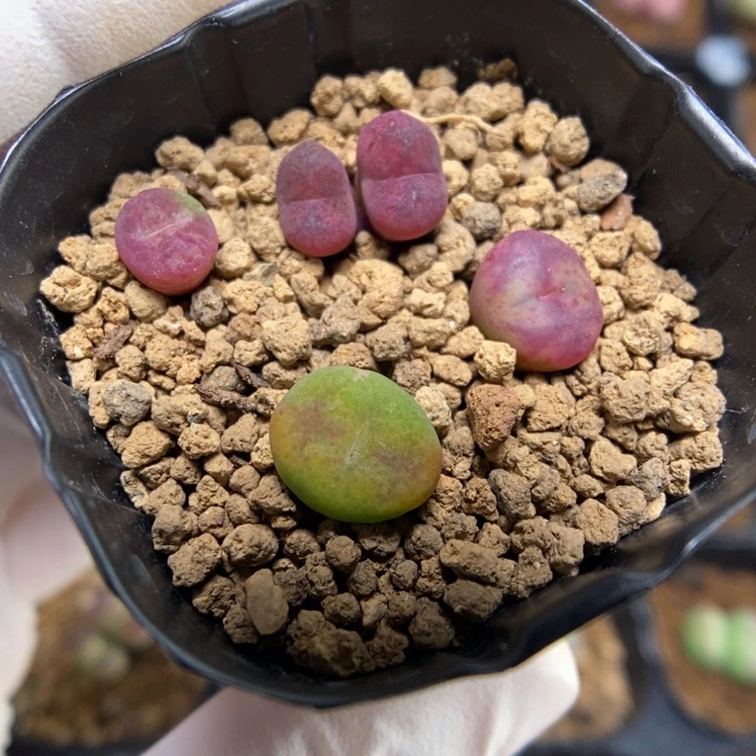 多肉植物肉锥杂交K-053