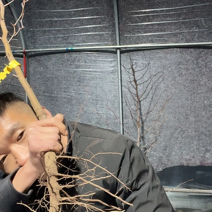 用***1蜜罐一物一拍树枝