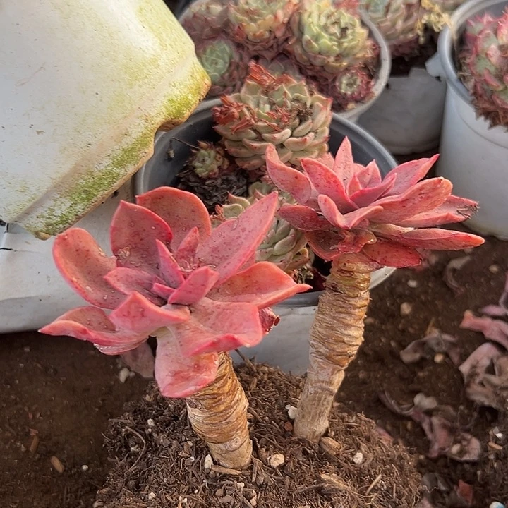 无花朵花伐老桩。