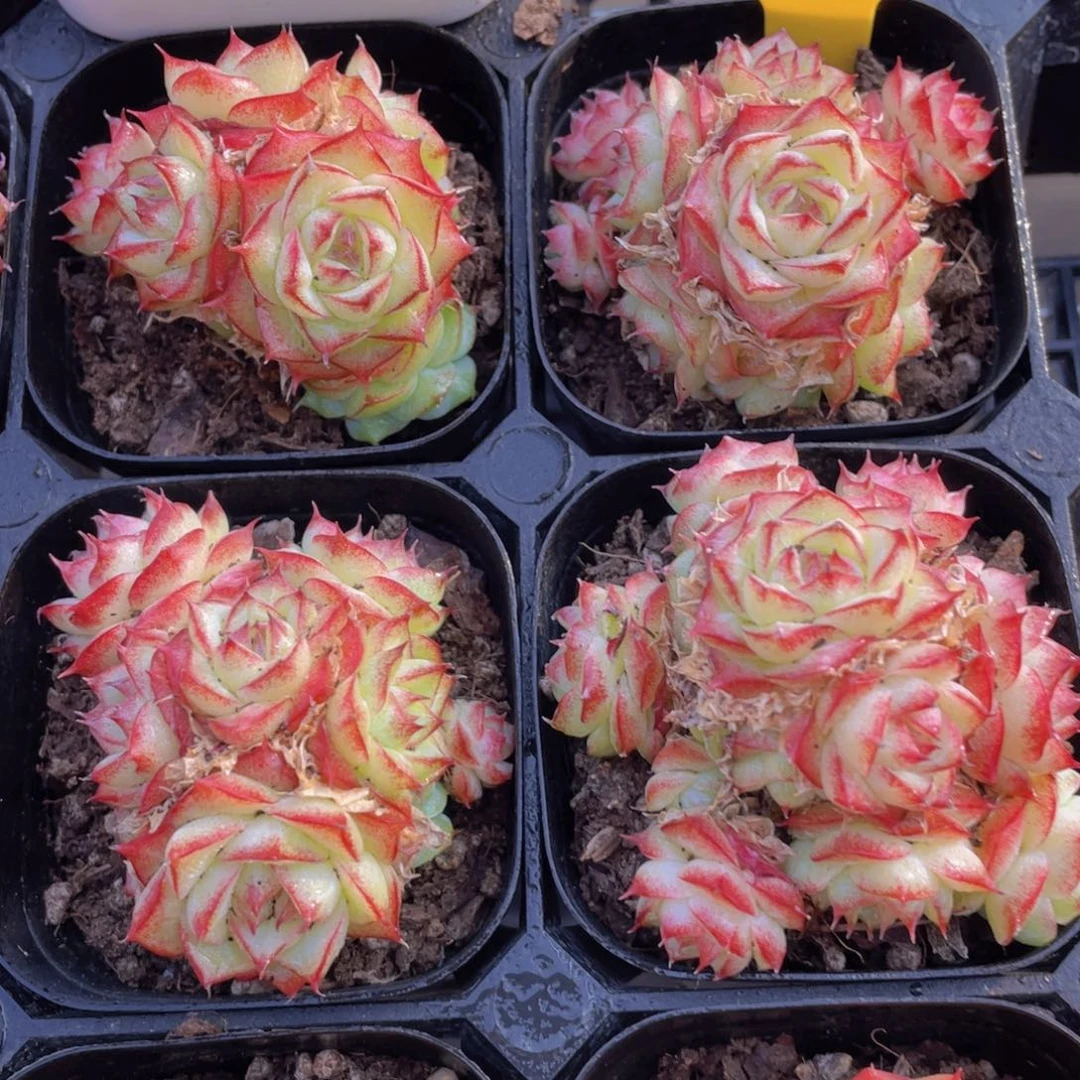 744号 珍妮花朵女王多头群一个