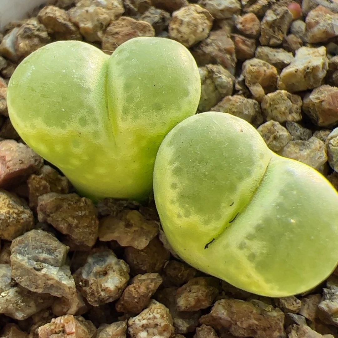 大家过年好22877