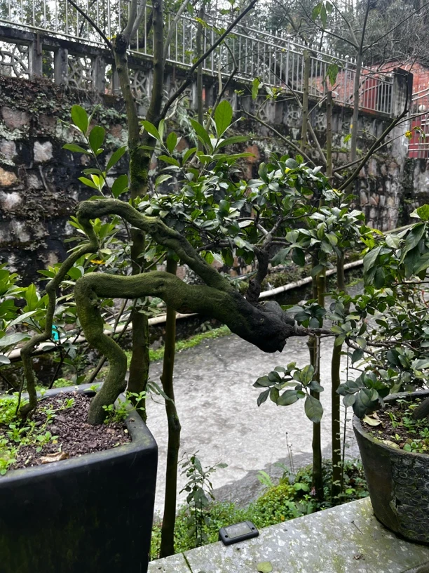 金弹子盆景盆栽庄精品货