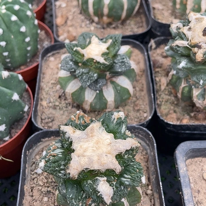 嫁接花菜满25包邮