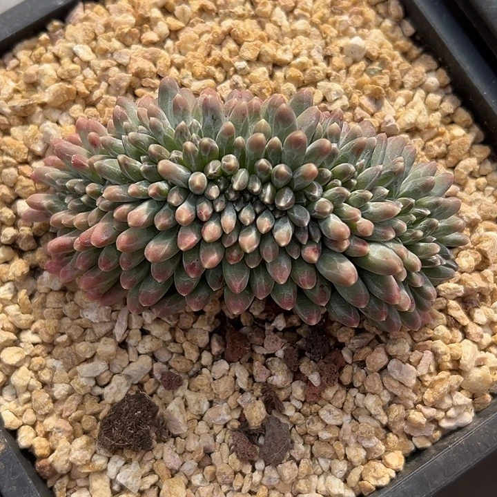 伊卡鲁斯群生缀化